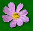 green_power005001.gif